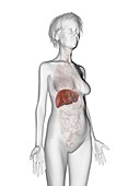 Illustration of an old woman's liver