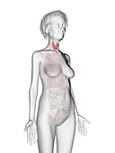 Illustration of an old woman's thyroid