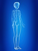 Illustration of a woman's skeleton