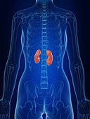 Illustration of a woman's kidneys