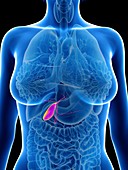 Illustration of a woman's gallbladder