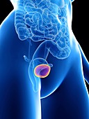 Illustration of a woman's bladder