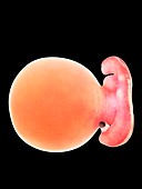 Illustration of a human foetus, week 5