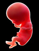 Illustration of a human foetus, week 11