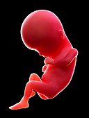 Illustration of a human foetus, week 15