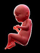 Illustration of a human foetus, week 37