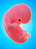 Illustration of a human foetus, week 8