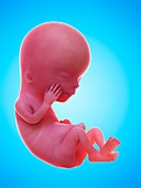 Illustration of a human foetus, week 12