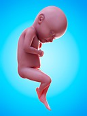 Illustration of a human foetus, week 32