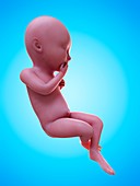 Illustration of a human foetus, week 36