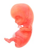 Illustration of a human foetus, week 9