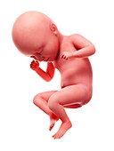 Illustration of a human foetus, week 35