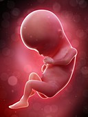 Illustration of a human foetus, week 15