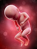 Illustration of a human foetus, week 31