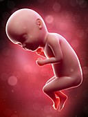 Illustration of a human foetus, week 33