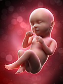 Illustration of a human foetus, week 39