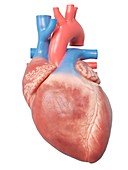 Illustration of the human heart anatomy