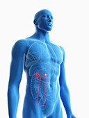 Illustration of a man's ureters