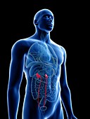 Illustration of a man's ureters