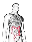 Illustration of a man's colon