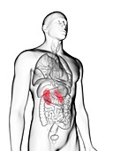 Illustration of a man's kidneys