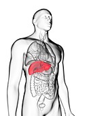 Illustration of a man's liver