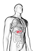 Illustration of a man's pancreas