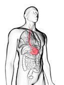 Illustration of a man's stomach