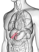 Illustration of a man's gallbladder