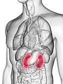 Illustration of a man's kidneys