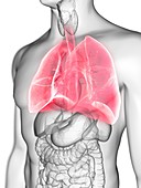 Illustration of a man's lung