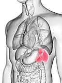 Illustration of a man's spleen