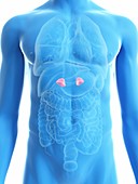 Illustration of a man's adrenal glands