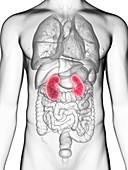 Illustration of a man's kidneys