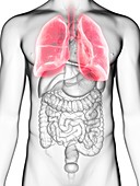 Illustration of a man's lung