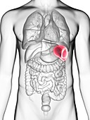 Illustration of a man's spleen