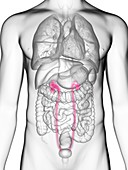 Illustration of a man's ureters