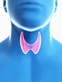 Illustration of a man's thyroid gland