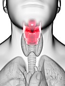 Illustration of a man's larynx