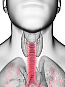Illustration of a man's trachea