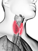 Illustration of a man's thyroid gland