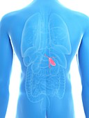 Illustration of a man's gallbladder