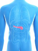 Illustration of a man's pancreas