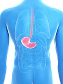 Illustration of a man's stomach