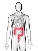 Illustration of a man's colon