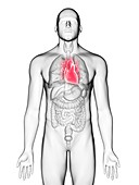 Illustration of a man's heart