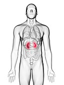 Illustration of a man's kidneys