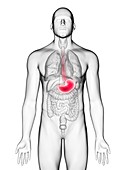 Illustration of a man's stomach