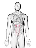 Illustration of a man's ureters