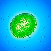 Illustration of an influenza virus